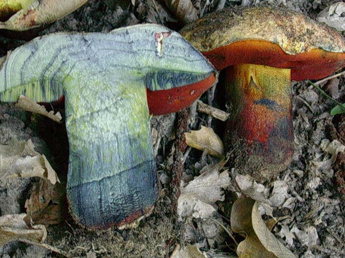 Boletus Lago del Salto (RI) 10.10.06