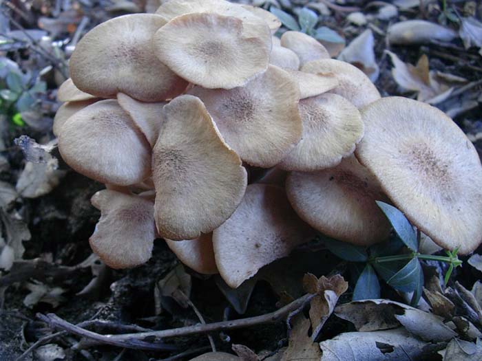 Clitocybe tabescens Lago del Salto (RI) 10.10.06