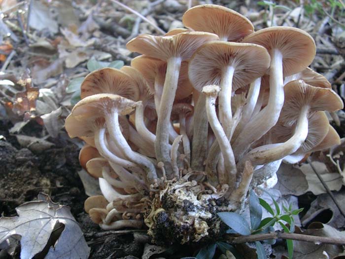 Clitocybe tabescens Lago del Salto (RI) 10.10.06