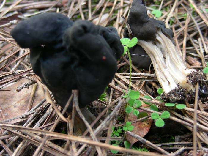 Russula torulosa? Castelfusano (RM) 09.12.06