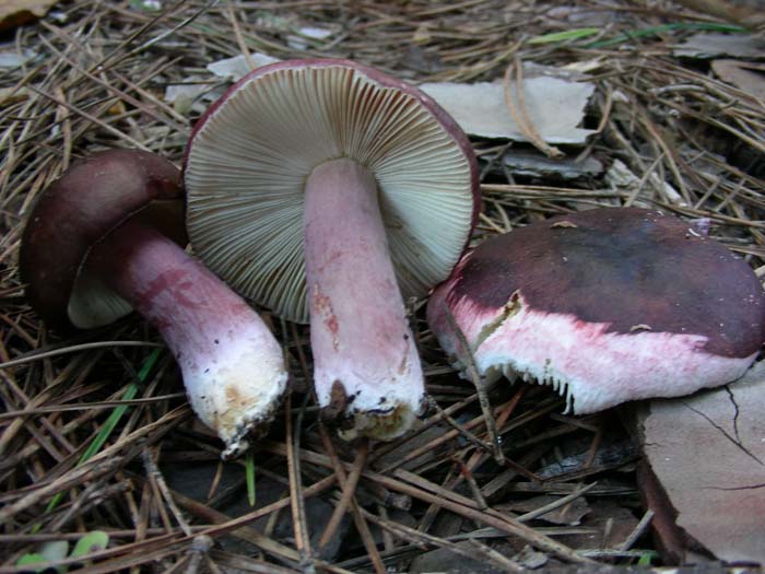 Russula torulosa? Castelfusano (RM) 09.12.06