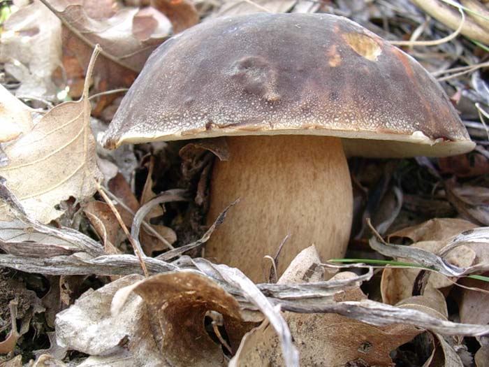 Boletus aereus (Tolfa-RM) 13.10.06