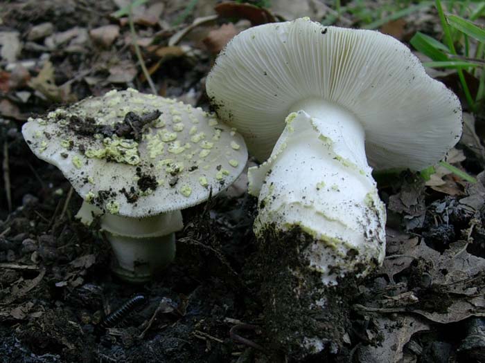 Amanita  (Tolfa-RM) 13.10.06