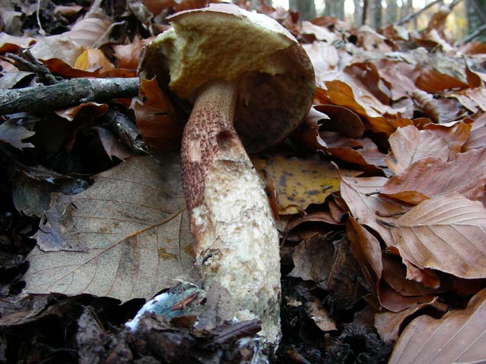 chi cerca trova 12.12.06 bosco di latifoglia