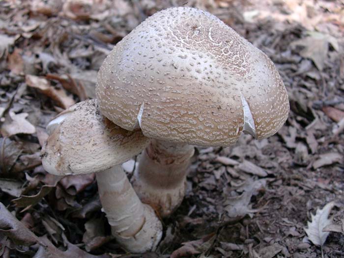 Amanita rubescens (Manziana- RM) 17.10.06