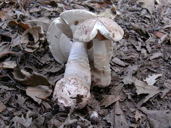 Amanita rubescens (Manziana- RM) 17.10.06