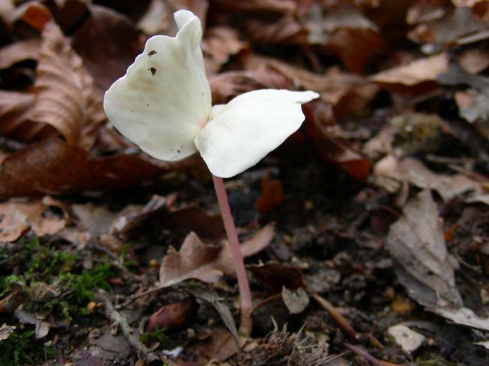 Plantula di Faggio