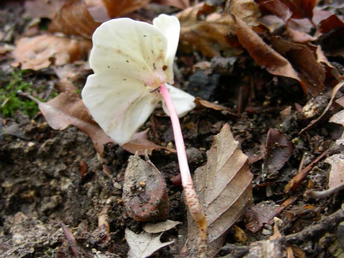 Plantula di Faggio