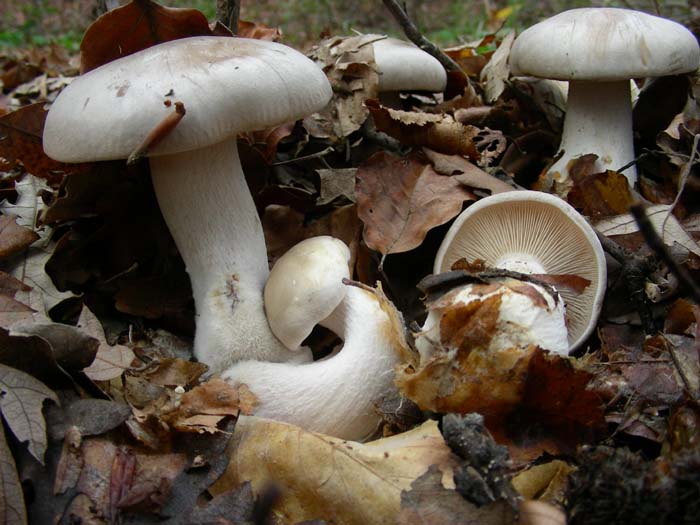 Clitocybe nebularis 15.12.06