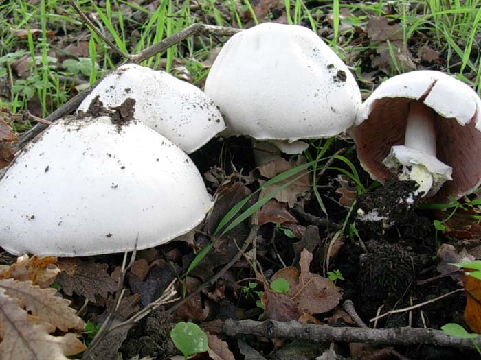 Agaricus xanthoderma? (Bracciano - RM) 24.10.06