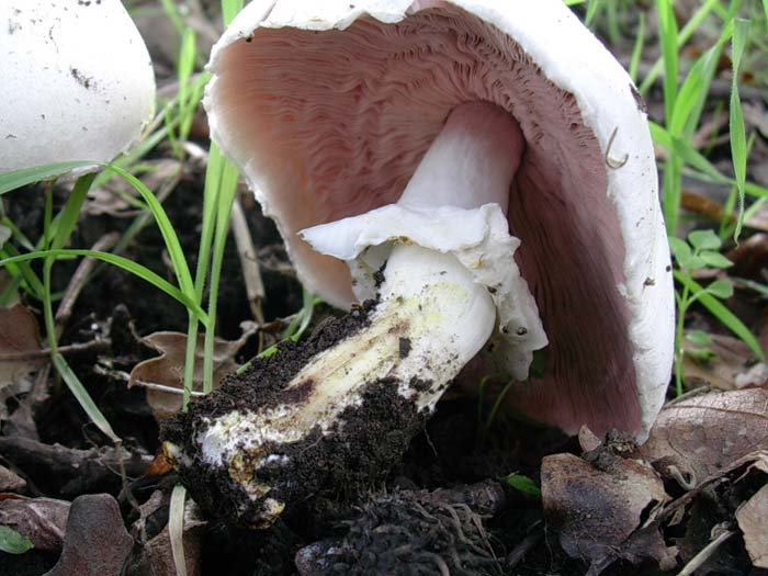 Agaricus xanthoderma? (Bracciano - RM) 24.10.06