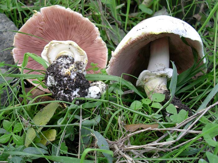 due Agaricus uno da determinare (Bracciano - RM) 24.10.06