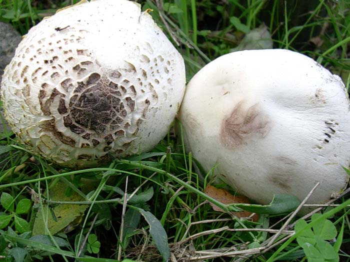 due Agaricus uno da determinare (Bracciano - RM) 24.10.06