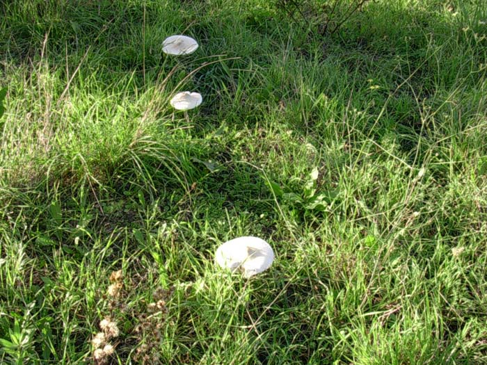 Lepiota excoriata? (Castel di Guido - RM) 27.10.06