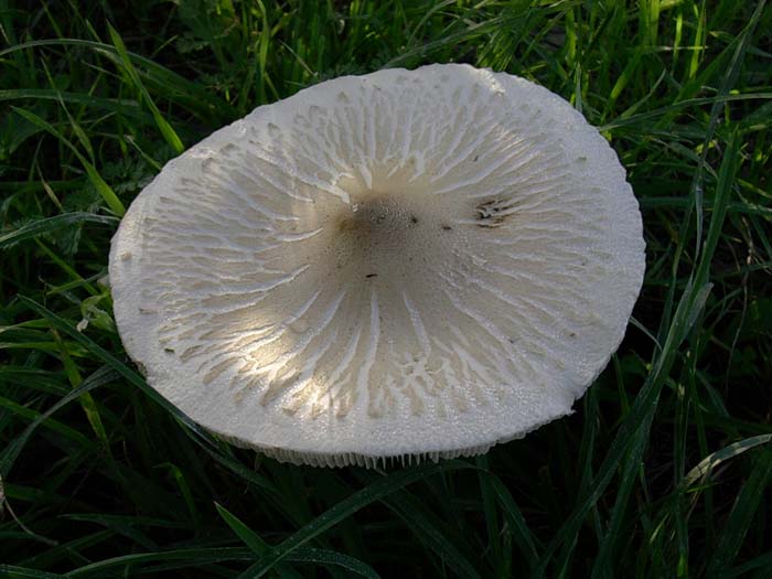 Lepiota excoriata? (Castel di Guido - RM) 27.10.06