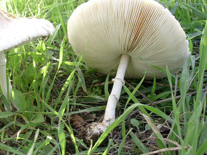 Lepiota excoriata? (Castel di Guido - RM) 27.10.06