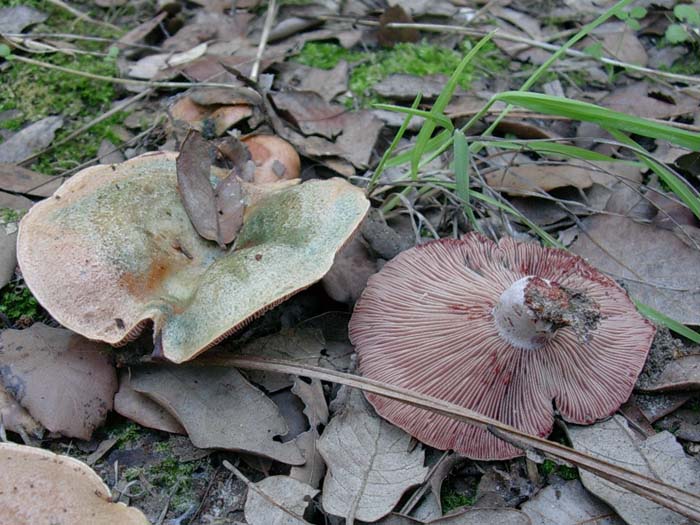 Lactarius vinosus? (Castel di Guido) 27.10.06