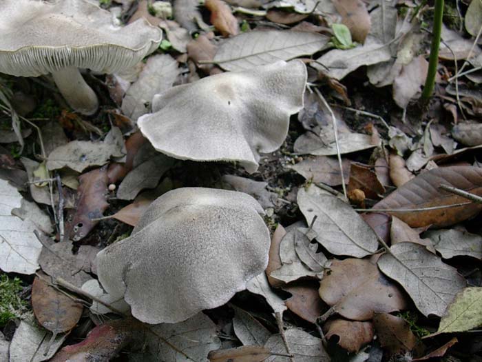 Tricholoma (Castel di Guido - RM)  27.10.06