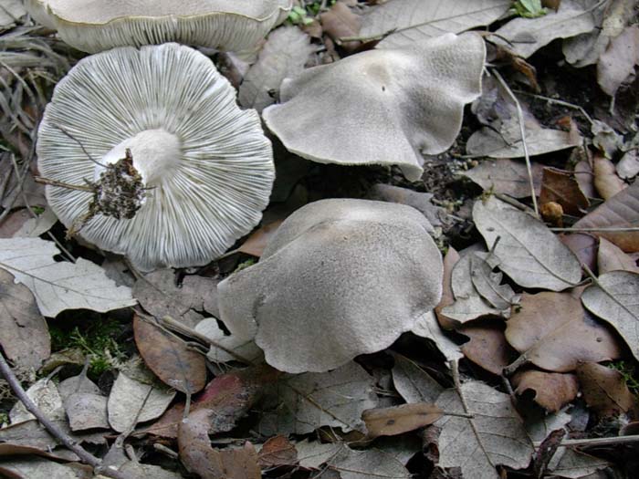 Tricholoma (Castel di Guido - RM)  27.10.06