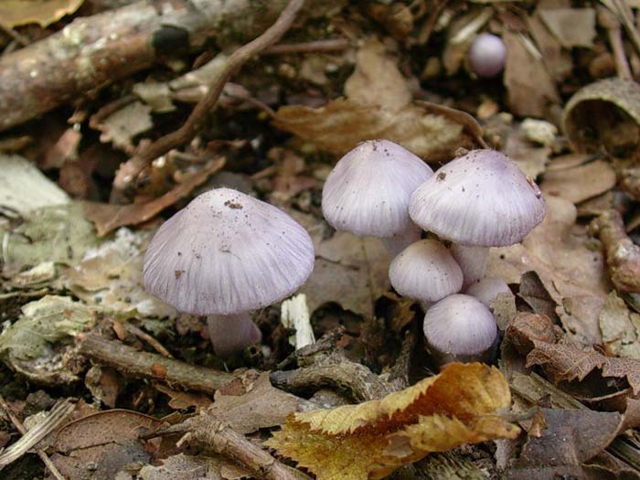 Mycena pura? (Castelli romani - RM) 31.10.06