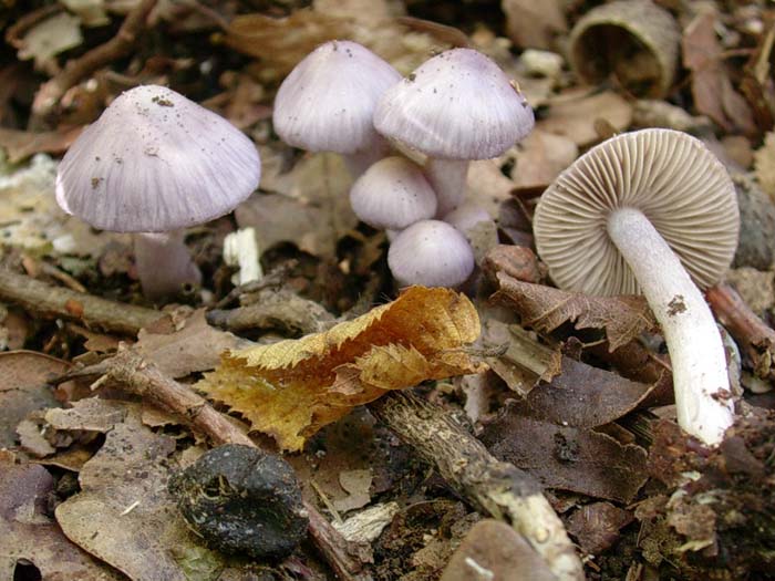 Mycena pura? (Castelli romani - RM) 31.10.06