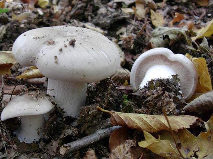 Clitocybe nebularis (Castelli romani - RM) 03.11.06