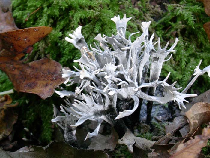 Xylaria hypoxylon (Castelli romani - RM)  03.11.06