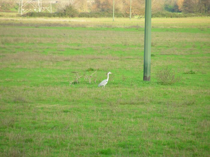 Airone cenerino Ardea cinerea