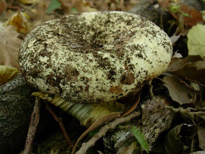 Russula (Castelli romani) 31.10.06