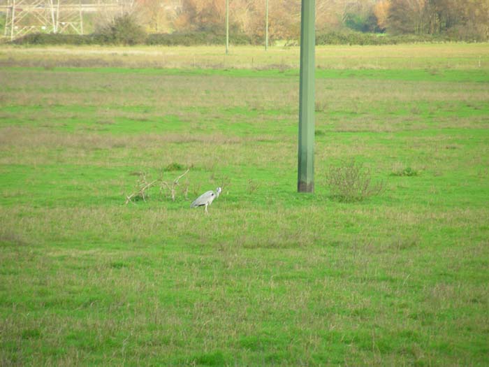 Airone cenerino Ardea cinerea