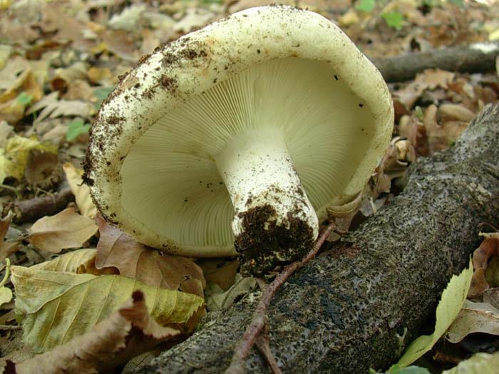 Russula (Castelli romani) 31.10.06