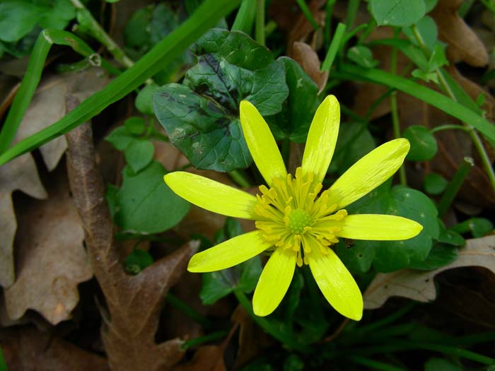 Ficaria verna (=Ranunculus ficaria) subsp. ficariiformis