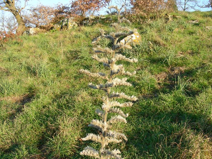 Echium italicum / Viperina maggiore siciliana