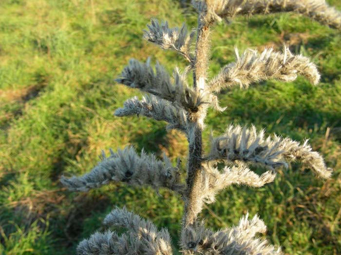 Echium italicum / Viperina maggiore siciliana