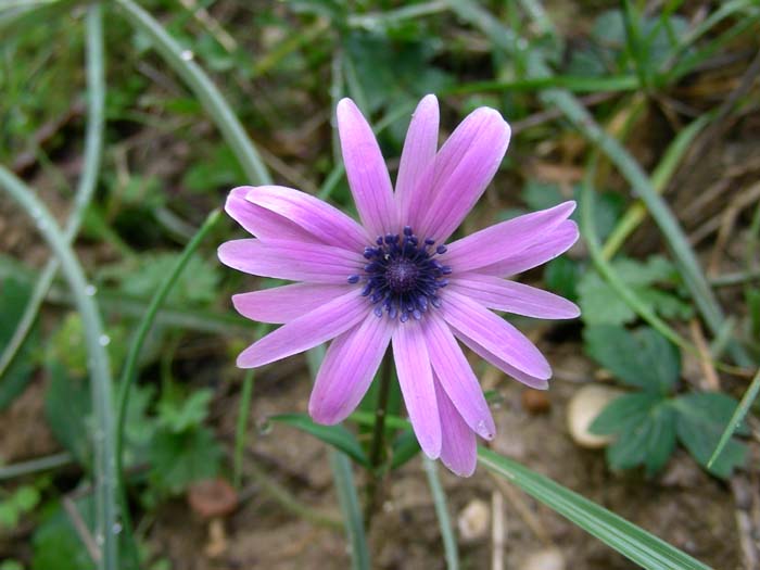 Anemone hortensis / Anemone fior-stella