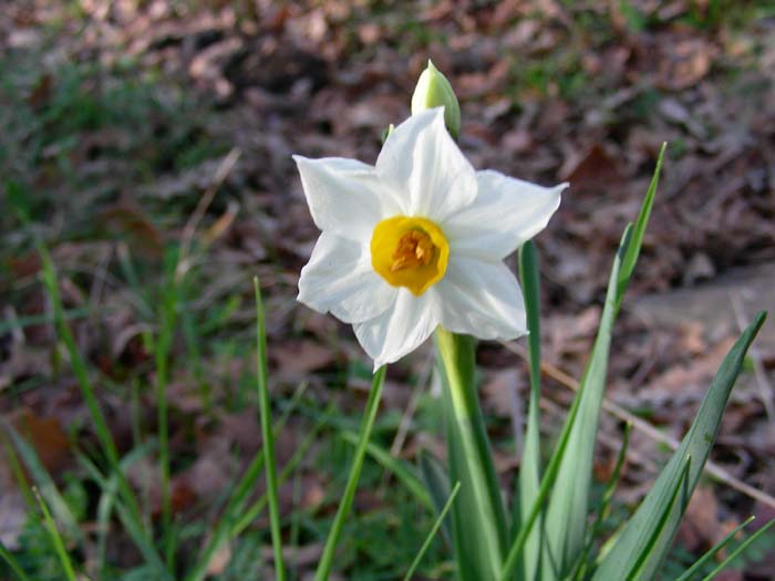 fiori fotografati oggi 13.02.07.(tolfa)