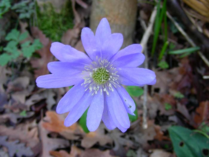 fiori fotografati oggi 13.02.07.(tolfa)