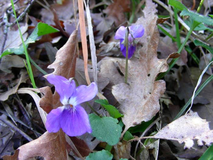 fiori fotografati oggi 13.02.07.(tolfa)