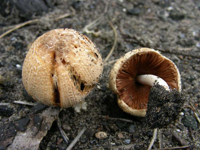 Litorale romano 03.03.07 - Coprinus