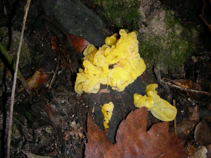 Tremella mesenterica del 22.01.08