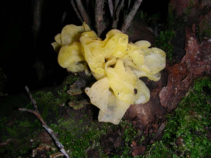 Tremella mesenterica del 22.01.08