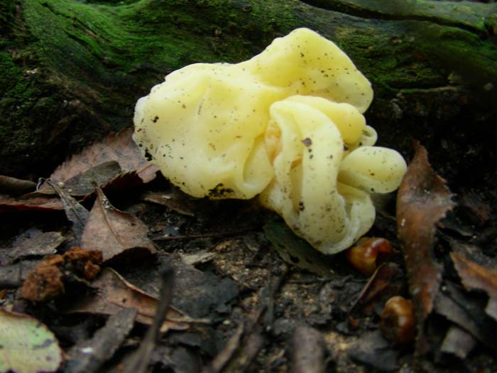 Tremella mesenterica del 22.01.08