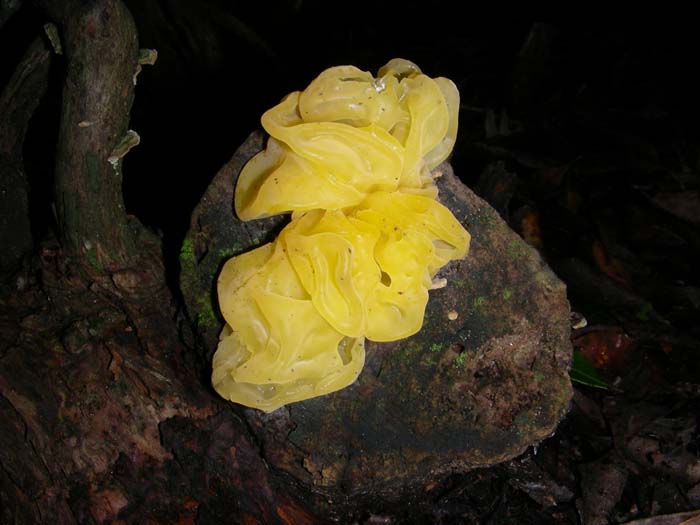 Tremella mesenterica del 22.01.08