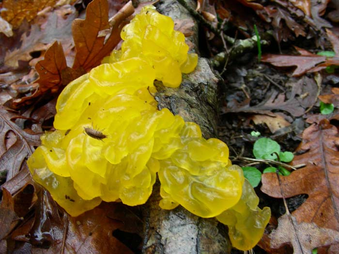 Tremella mesenterica del 22.01.08