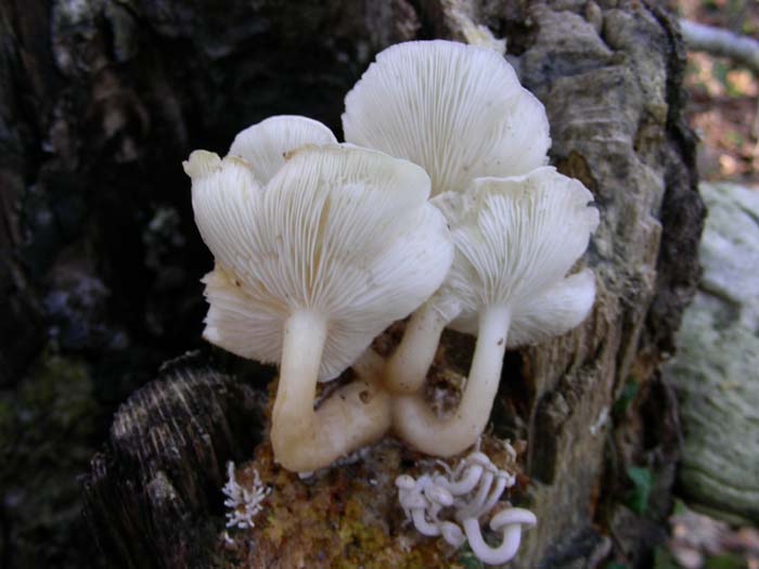 Ossicaulis lignatilis del 08.02.08