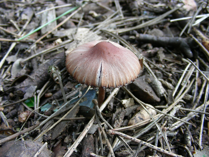 ritrovamenti 15.02.08 (2) (cfr. Psathyrella bipellis)