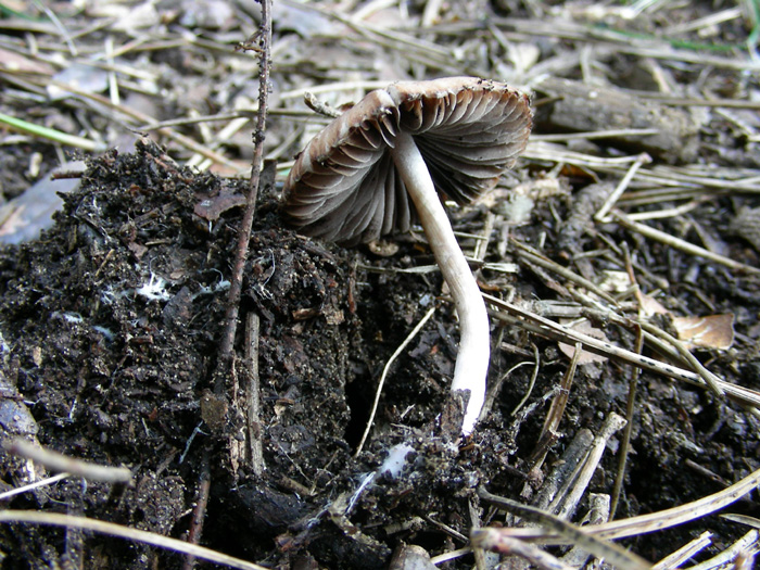 ritrovamenti 15.02.08 (2) (cfr. Psathyrella bipellis)