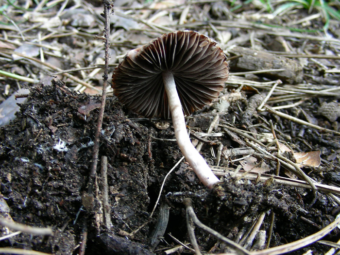 ritrovamenti 15.02.08 (2) (cfr. Psathyrella bipellis)