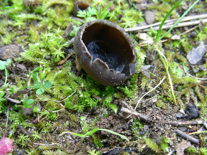 Helvella leucomelaena del 19.02.08