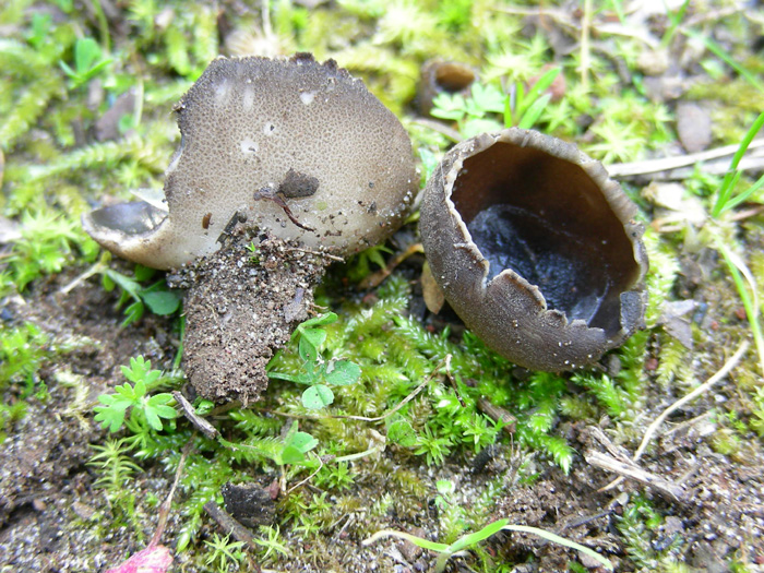 Helvella leucomelaena del 19.02.08